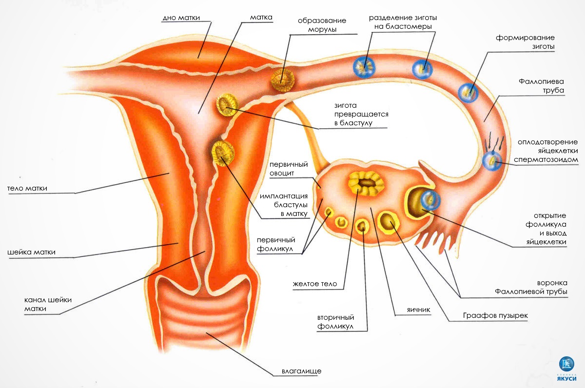 Что такое эндометрий?